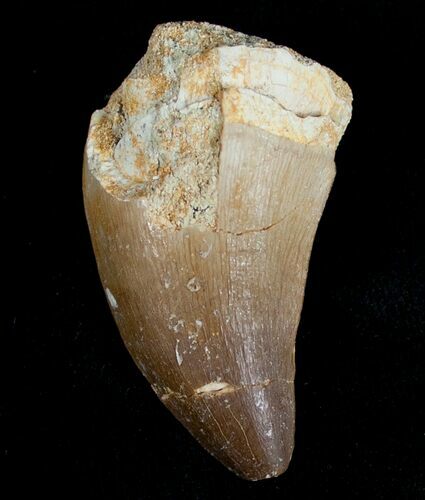 Mosasaur Tooth - Cretaceous Reptile #6516